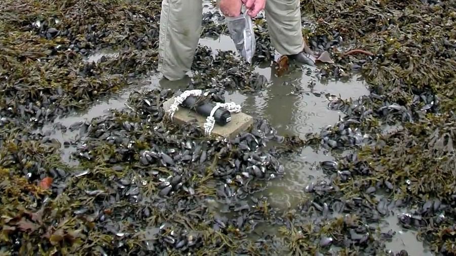 Oil-soaked bird struggling on a polluted beach due to an oil spill